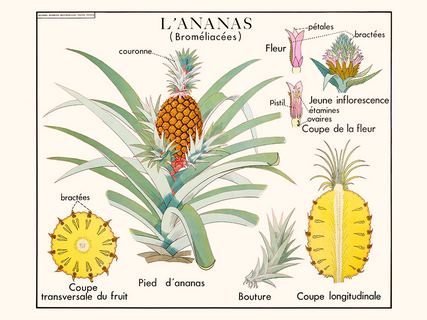 Image ananas SE_N_4L_Ananas