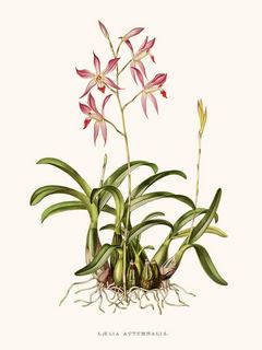 Orchidee-Laelia-SE_OrchidLaelia