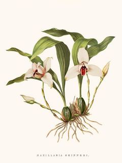 Orchidee-Maxillaria-SE_OrchidMaxillaria