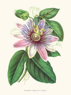 Image Passiflora Imperatrice Eugenie SE_PassifloraImperatriceEugenie