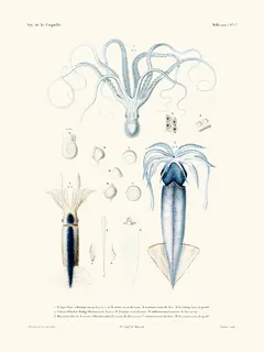 Salam-Editions-Poulpe-blanc-et-calmar-mollusques-N1-La-Coquille-SE_POULPEBLANCE