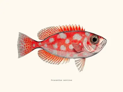 Salam-Editions-Priacanthus-carolinus-SE_PRIACANTHUSC