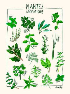 SE_Affiche_plantesaromatiques-Plantes-aromatiques-Maud-Peloq