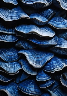 Under-Sea-Mushroom-