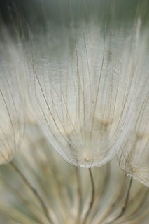 Dreaming-Pissenlit-