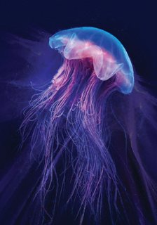 Under-Jellyfish-A-
