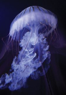 Under-Jellyfish-B-