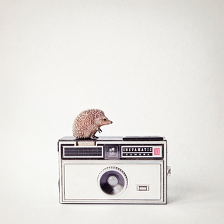Image amad4486 Hedgehog & Vintage Camera Susannah Tucker Photography appareil photo