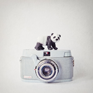 Image amad4488 Panda & Vintage Camera Susannah Tucker Photography appareil photo