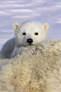 Image bga395800 Polar Bear cub peeking over mothers bod Suzi Eszterhas ours
