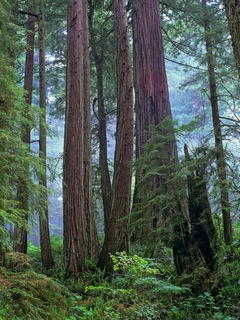 bga397082-Tim-Fitzharris-Old-growth-forest-of-Coast-Redwood-stand