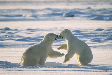 bga452502-Polar-Bear-males-fighting-Hudson-Bay-C-Konrad-Wothe-ours