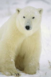 Image bga452508 Polar Bear adult portrait Churchill Ca Konrad Wothe ours