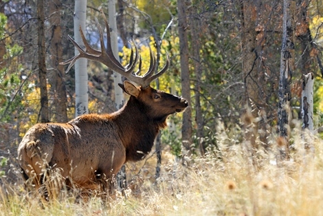 bga486447-Vic-Schendel-Bull-Elk-in-the-Forest