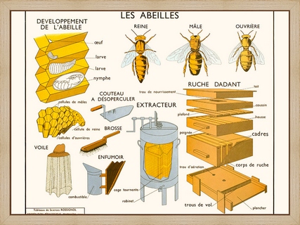 Les-abeilles---Rossignol