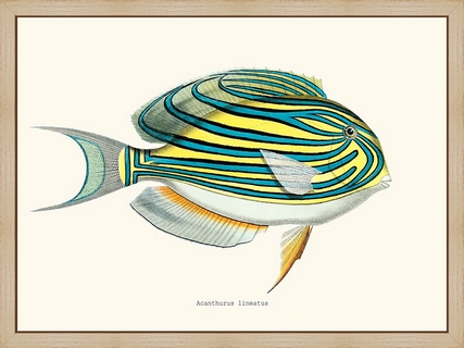 Acanthurus-lineatus