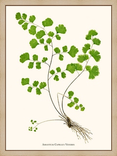 Adiantum-Capillus-Veneris