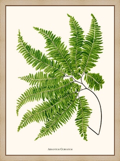Adiantum-Curvatum