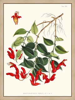 Aeschynanthus