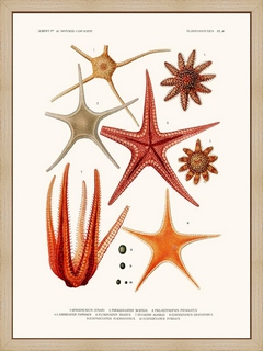 Ophiomusium