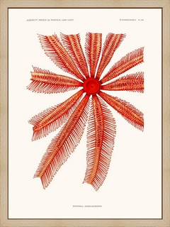 Echinodermes-Brisinga-Endecacnemos