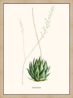 Aloes-perle