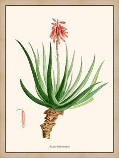 Aloes-Soccotrina