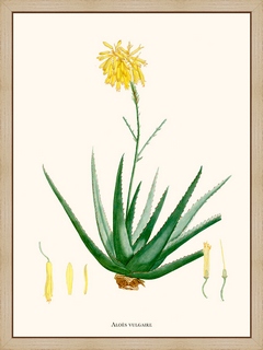 Aloes-Vulgaris