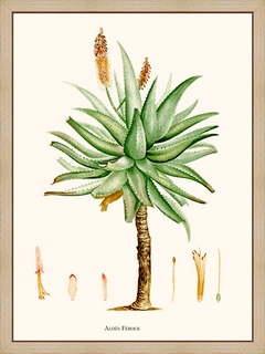 Aloes-feroce
