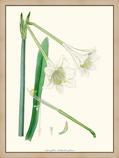 Amaryllis-Solandraeflora