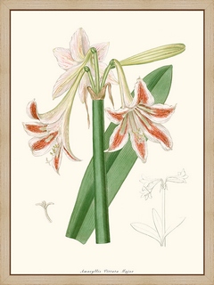 Amaryllis-Vittata-Major
