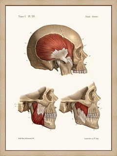 Anatomie-Pl39-Crane-et-ses-muscles