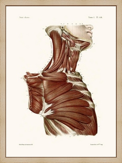 Anatomie-Pl44-Buste-d`homme