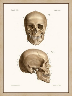 Anatomie-Pl7-Crane