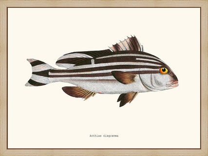 Anthias-diagramma