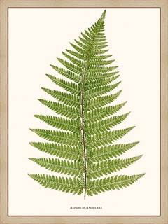 Aspidium-Angulare