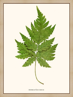 Aspidium-Cicutarium