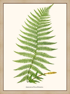 Asplenium-Filix-Foemina