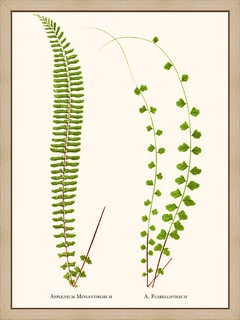 Asplenium-Monanthemum