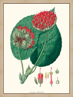 Astrapaea-Wallichii