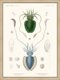 Mollusques-PL1---Seche-vermiculee---Astrolabe