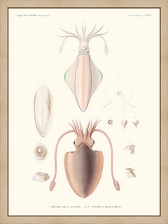 Mollusques-PL2---Seche-deux-lignes---Astrolabe