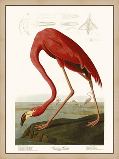 American-Flamingo