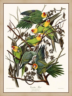 Carolina-Parrot