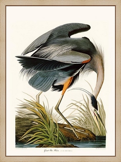 Blue-Heron