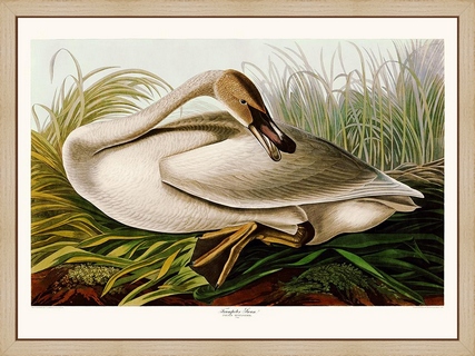 Trumpeter-Swan