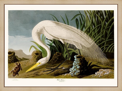 White-Heron