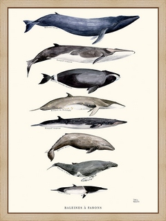 Baleines---fanons---Sophie-Bataille