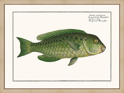 Scarus