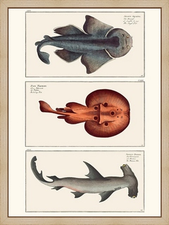 Cabinet-de-curiosites-ichtyologique